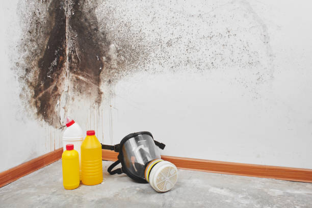 Best Insurance-Related Mold Remediation in Compo, CT